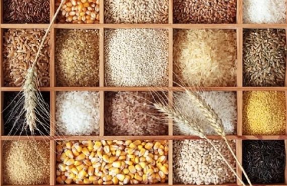 Small grain food and excellent knowledge